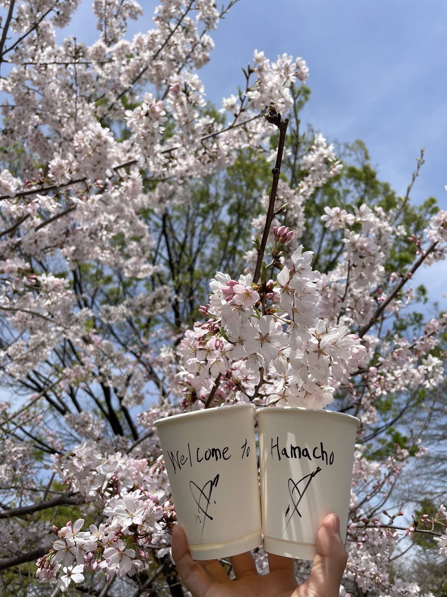 私たちのコーヒーを持って出かけよう🌸🌸🌸

Let’s enjoy with our coffee!

#hamacho #hamachopark #singleo #singleojapan #singleohamaho #tokyo