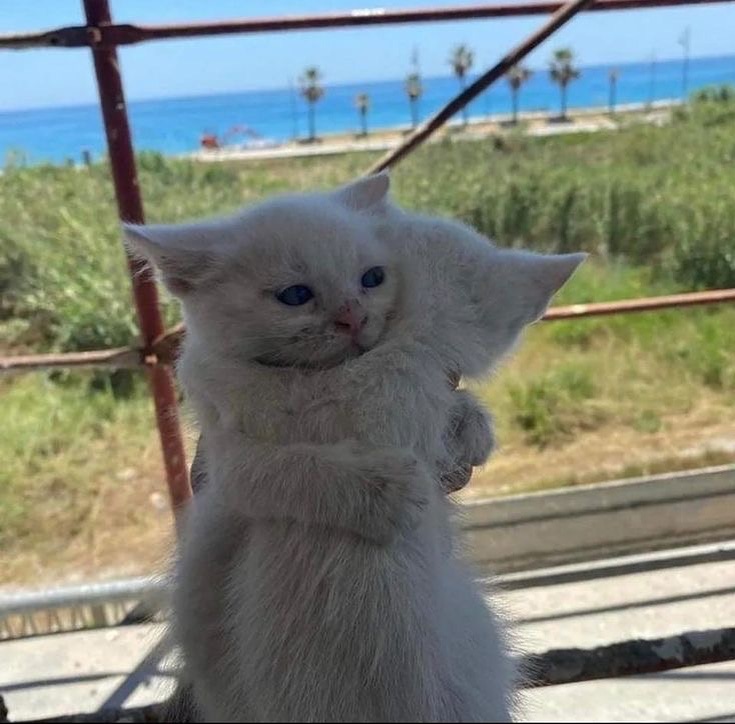 Punch Cat tweet media