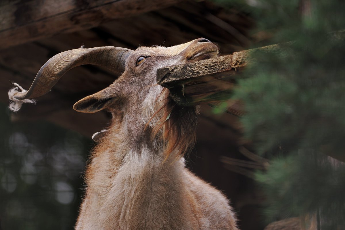 智光山公園こども動物園はいいぞ！
#智光山公園こども動物園