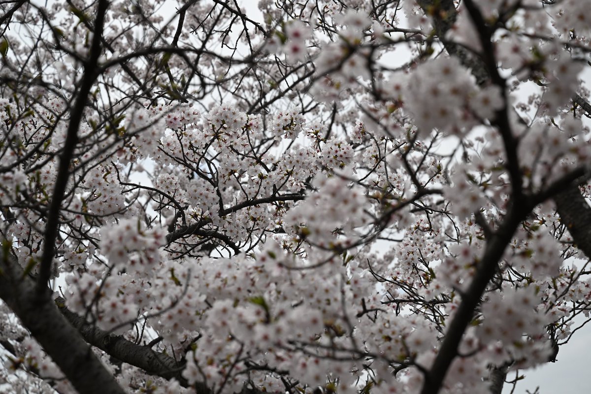 スティーラーズvsサンゴリアス

今日はセレッソも試合あることやし、桜満開といきましょう🌸🌸🌸

#コベルコ神戸スティーラーズ　#コーロクン