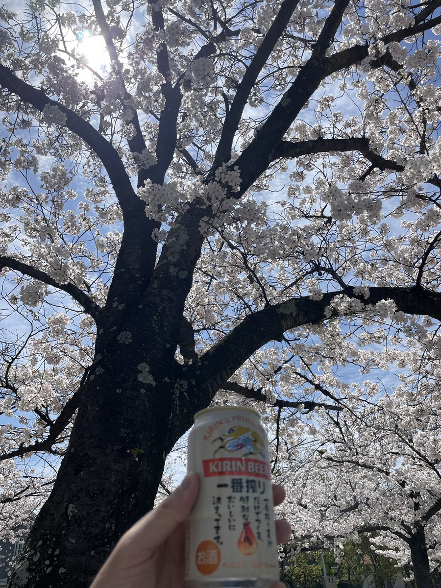 3sisdad's tweet photo. 久しぶりの投稿。
家族でお花見DAY🌸

子どもはそのへんで遊んでるのを観て、
ほのぼのする。

夫婦はビールを飲みながら、
日頃話さないようはたわいのない話をする。

とても大切な時間です。

※キリンビールの宣伝ではございません。 https://t.co/odpkVG8BLk