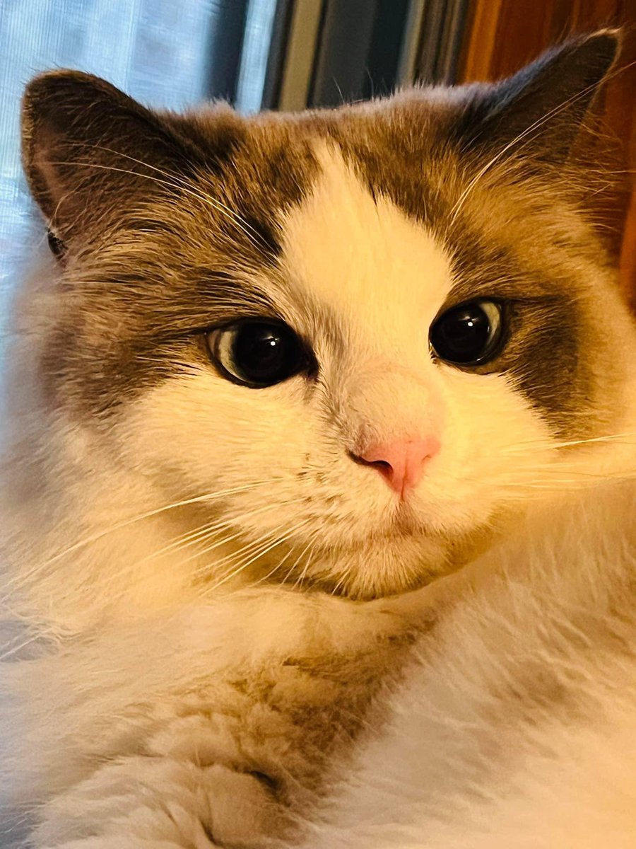 cat with confusing auras (@allcatsauras) on Twitter photo 