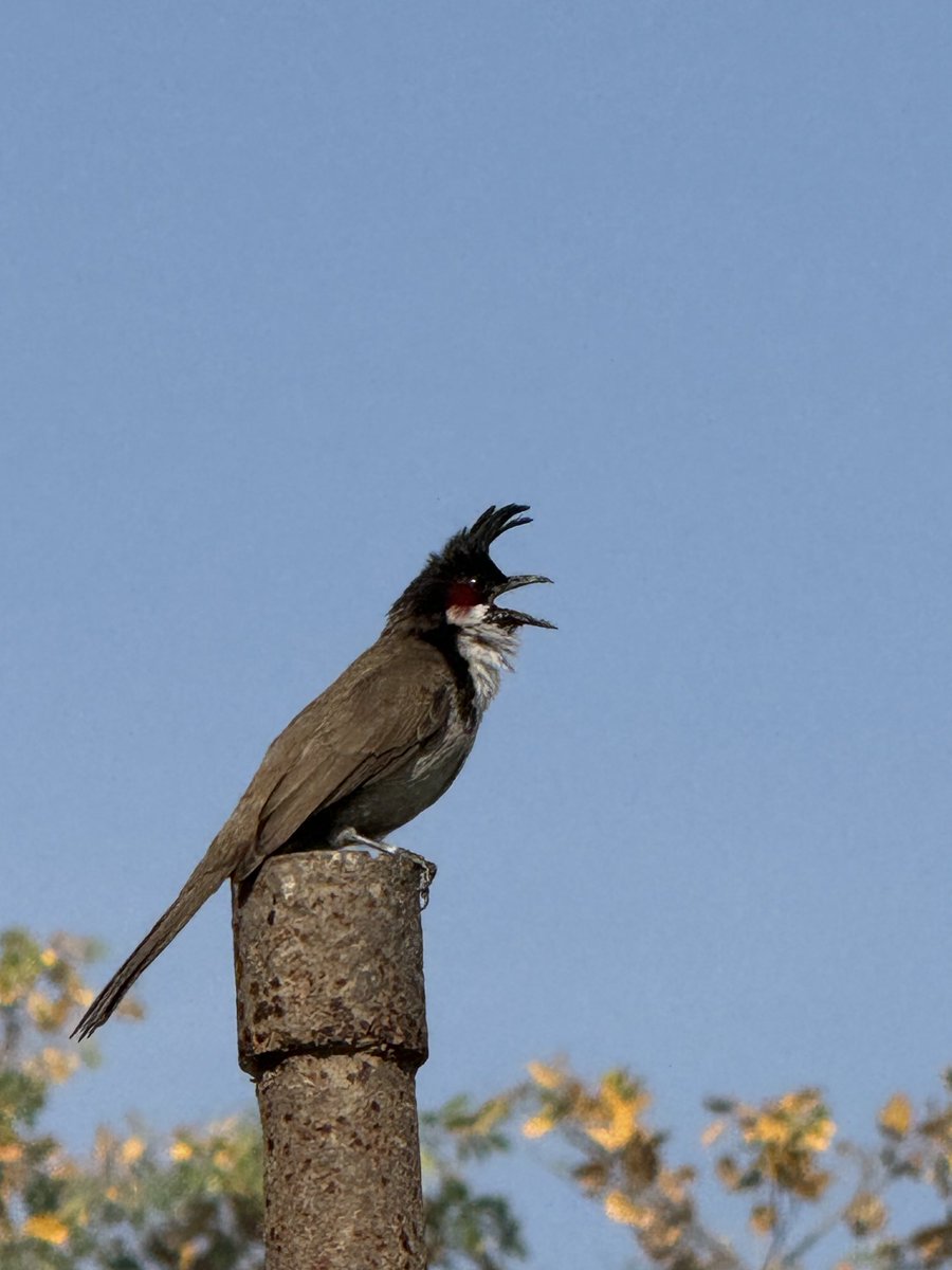 ifs_lalit's tweet image. Caught this morning activity of Red Whiskered Bulbul on mobile… #randomshots