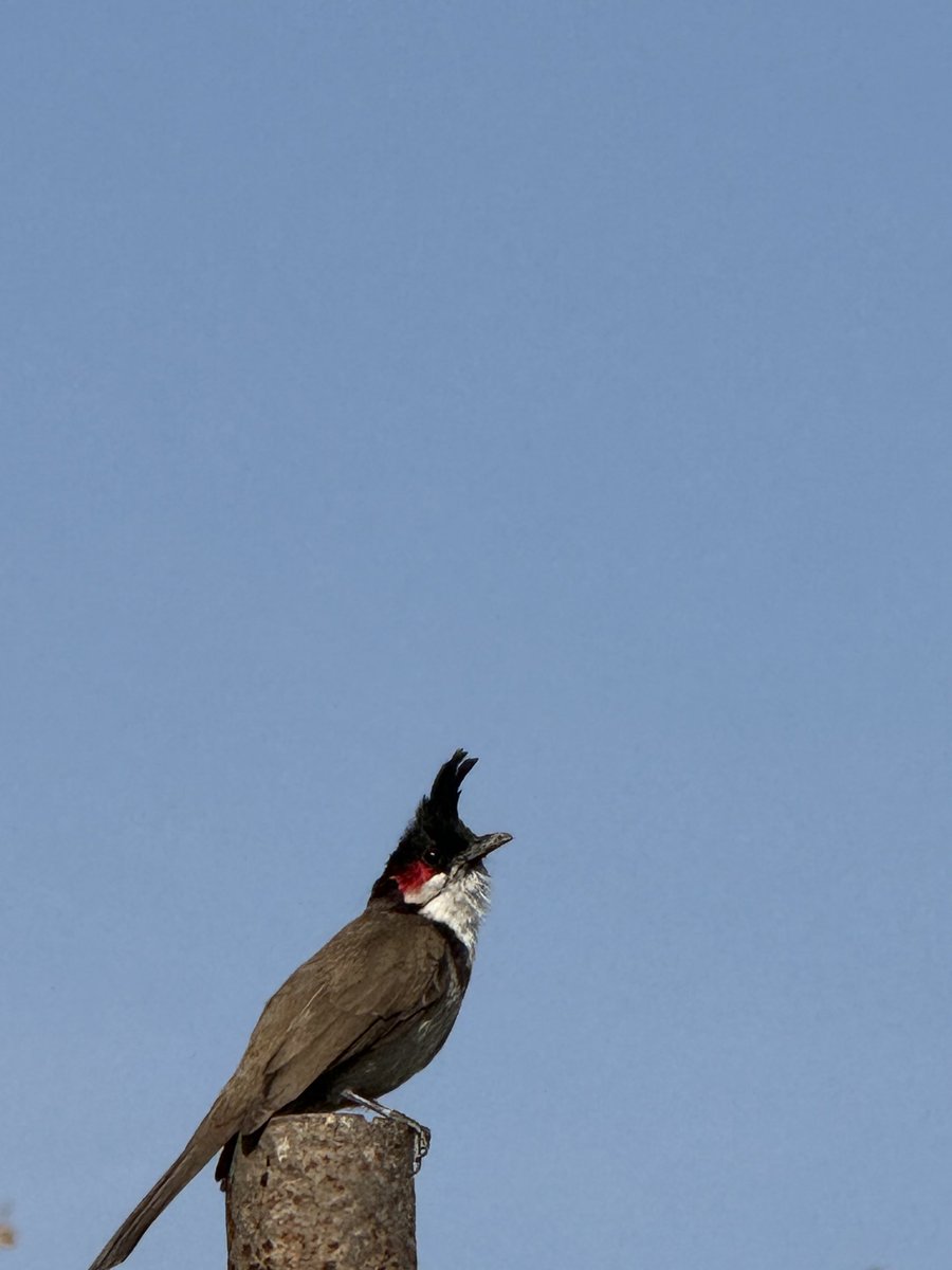 ifs_lalit's tweet image. Caught this morning activity of Red Whiskered Bulbul on mobile… #randomshots