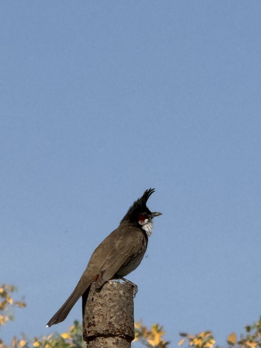 Caught this morning activity of Red Whiskered Bulbul on mobile… #randomshots