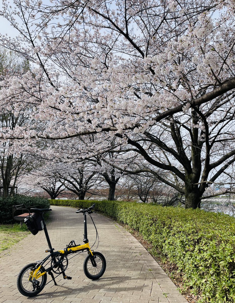 桜の木の下で

 #DAHON 
 #K3
 #折り畳み自転車
 #おりたたぶ