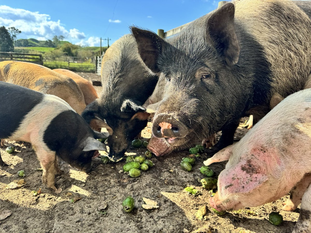 One of my ex staff, or possibly their family, called MPI to complain about pigs being kept in poor conditions. The MPI ladies came, saw the buckets of scraps, the drums of milk, the housing we’ve built for them and we spent most of the time ooh-ing and ahh-ing at the piggles.