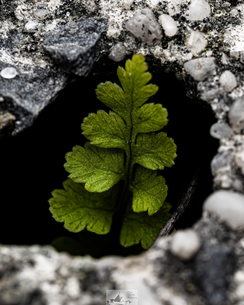 HardingGruff's tweet image. Nature finds a way #macronature #photographylovers #closeupnature #photographer #photographers #PhotographyIsArt