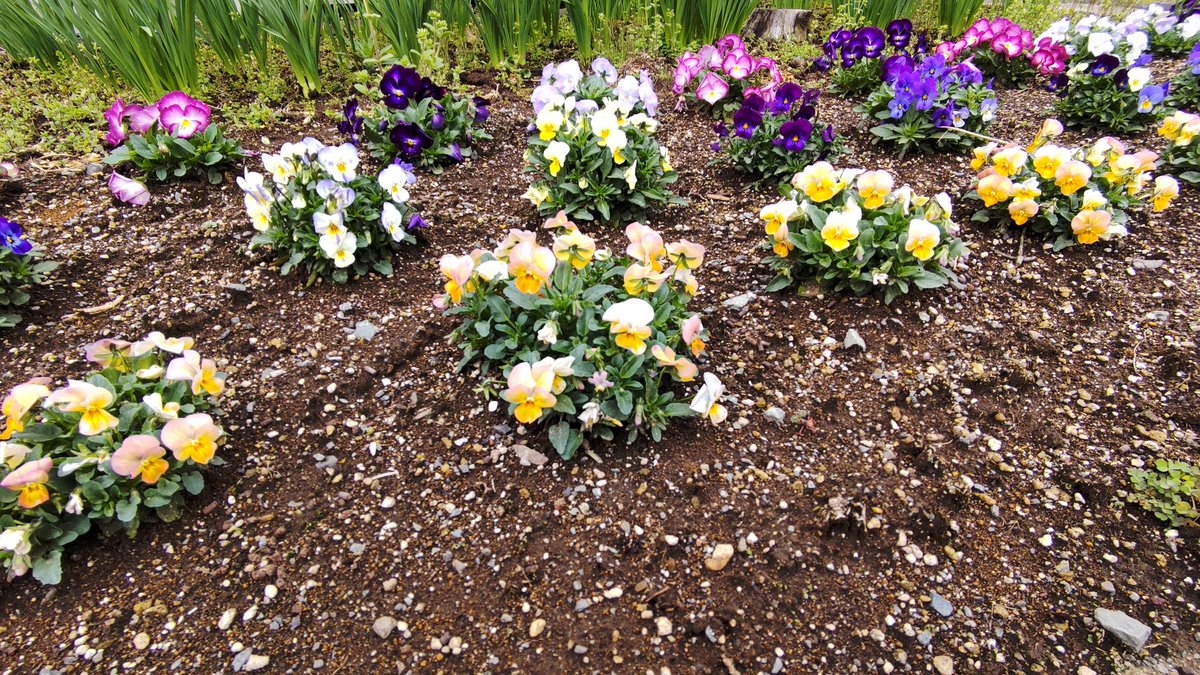 N_STYLE_2007's tweet photo. #家庭菜園 #ガーデニング
じゃがいもの萌芽がやっと始まりました。
昨日は人参の種蒔きしようとしたら管理機が故障。
おそらくキャブの詰まりかと思われます。
久々の備中鍬使用で腰が・・・
種から始めたパンジー・ビオラも見られるようになってきたかな? https://t.co/u538GlbIZu