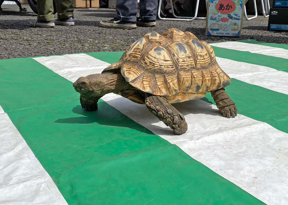 4/6～4/15まで、春の全国交通安全運動です。
智光山公園こども動物園でも本日狭山警察の方による交通安全イベントが行われました。自転車乗車時の大事な所を守るヘルメット着用が今回のテーマ。
動物園でも身を守るため頑丈な甲羅を持つカメたちが、今回のイベントに参加しました。