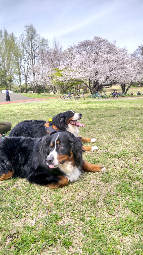 桜が満開でして… それでもココとエマはのんきでして…