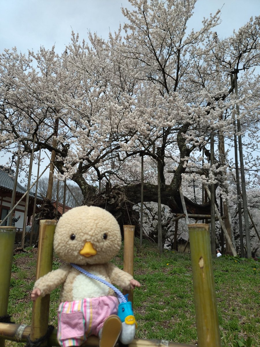 神代桜と、ぼくです！

#東京トガリ
#ぬいぐるくん
＃山高神代桜