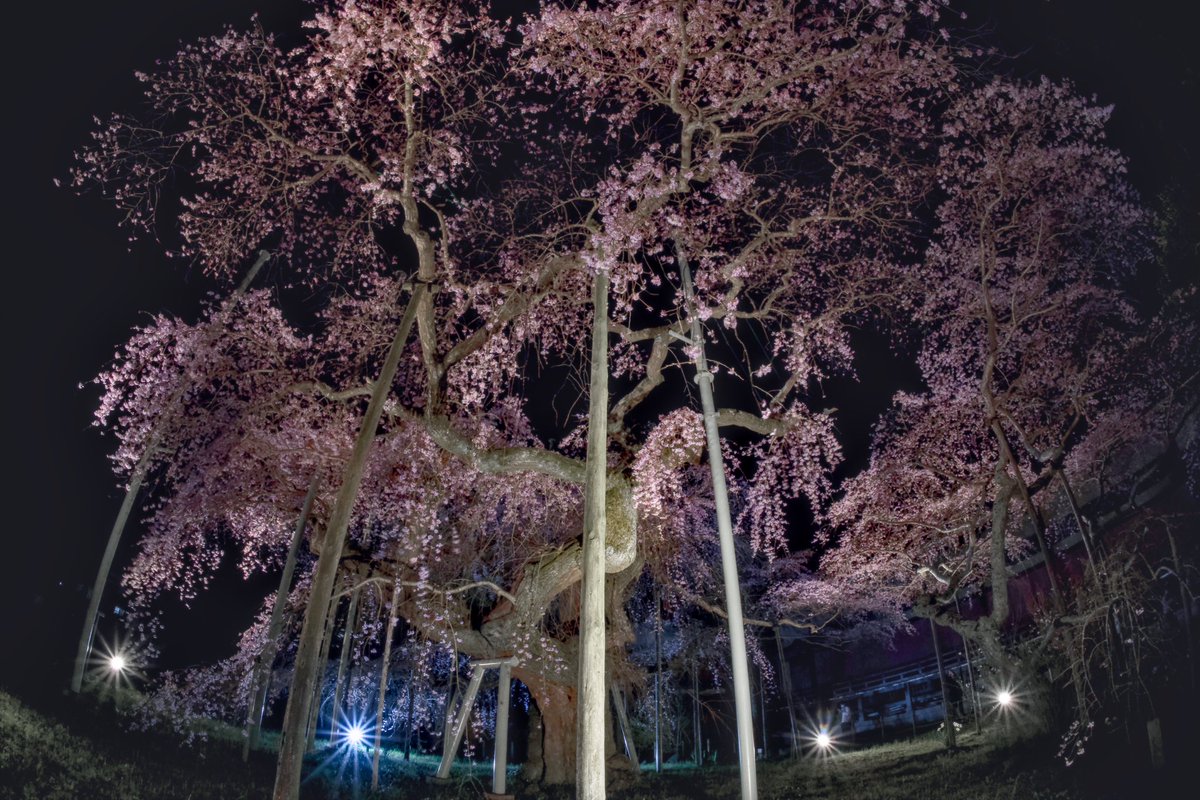 zuma_ike's tweet photo. 枝垂れ桜ライトアップ https://t.co/Gfc3F4HkDM