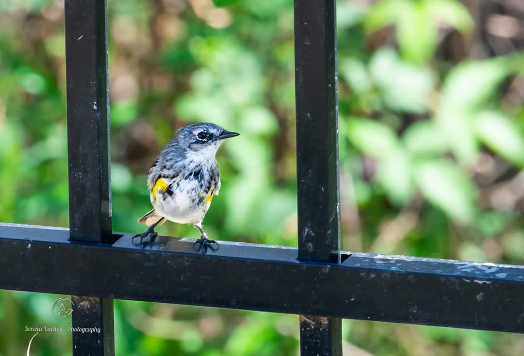 Yellow-rumped warbler #birds #birdphotography #BirdsOfTwitter #NaturePhotography