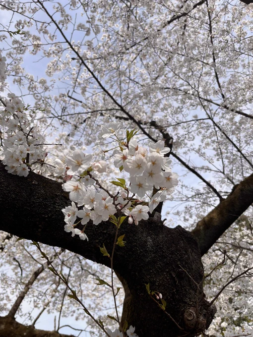 Flowordsちゃん…お花見だよ… #Flowords 