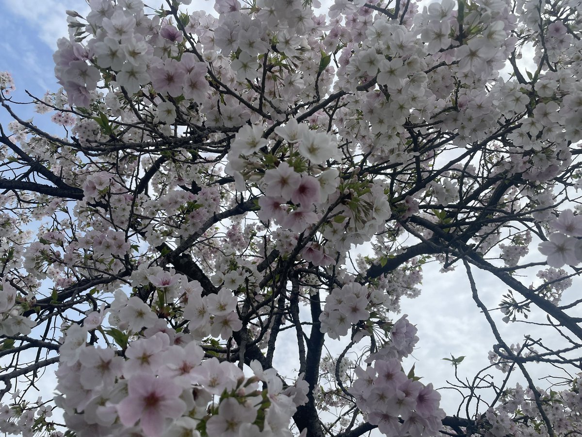 axetimesLtd's tweet image. 葉桜の美しいコントラストは、新旧の世代の入れ替わりを予感させる。桜の花は、散ると見向きもされなくなるけれど、実は次を咲かせる準備は始まっている。
事業開発では、正しいと思える過程を、成果が出るように、やり切ること。見向きもされない時期があっても、その瞬間はやってくる。
#TimeToValue