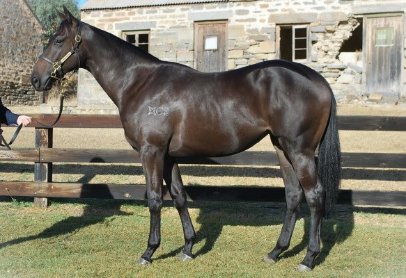 Our first yearling purchase at the Inglis Easter Sale. A beautiful moving daughter of Kermedec brilliant family related to GR1 champions Katie Lee and Banchee she’s VOBIS Sires and SA Rewards registered and we’ve secured her for a great price at $100K FOH. With champion GR1…