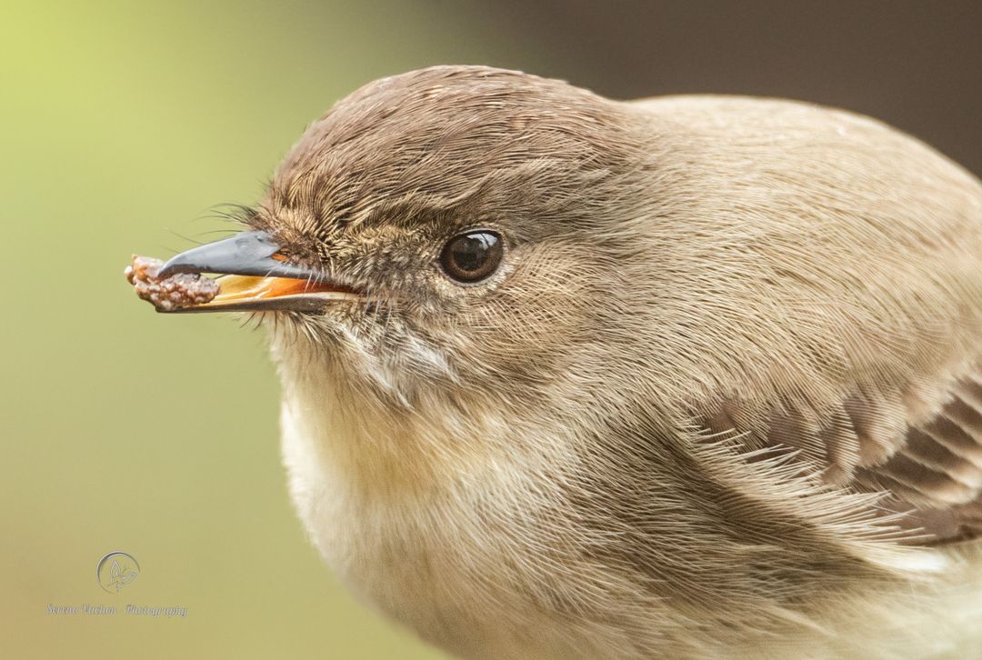 Eastern phoebe grabbing a quick bite #birds #birdphotography #BirdsOfTwitter #wildlifephotography