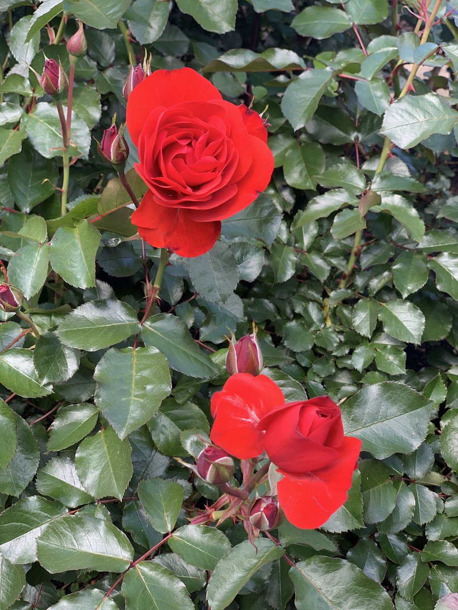 Walking around the grounds of the @castatecapitol and wondering what @MarkJWestpfahl and @madisonteacher think about it. Memorial to Native tribes, cactus garden, peace and rose garden were all great. Purple Heart and Vietnam Memorials were amazing.