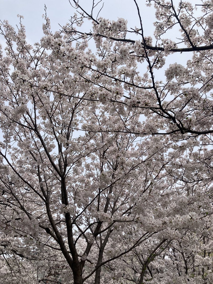 桜🌸　　満開です！
