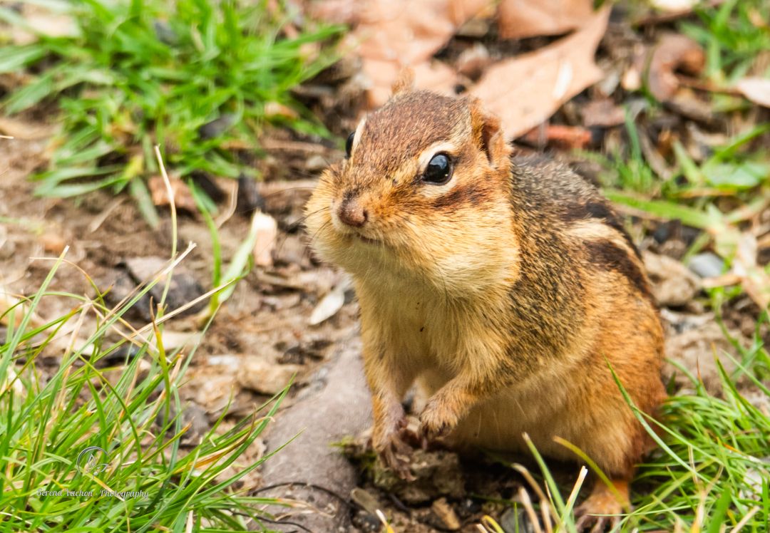 Cuteness!!! Eastern chipmunk out after the rain. #animals #wildlife #wildlifephotography #NaturePhotography