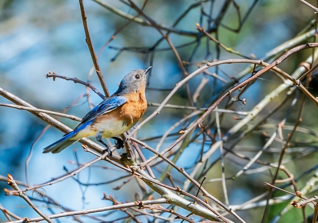 Female Eastern Bluebird #birds #birdphotography #NaturePhotography