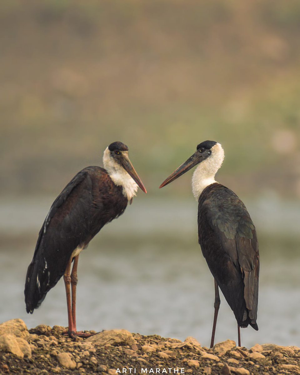 Woolly-necked Stork
#IndiAves #ThePhotoHour #birdwatching #natgeoindia #BBCWildlifePOTD #nikon #wildlifephotography #birds