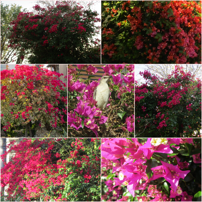 “Keep your face always toward the sunshine - and shadows will fall behind you.” ― Walt Whitman
                                                      💗🧡❤️
#Bougainvillea🌺🐦 in bloom
#SevenOnSunday🌞#MyPhoto📷#quotes🔖 #WritingCommunity✍️