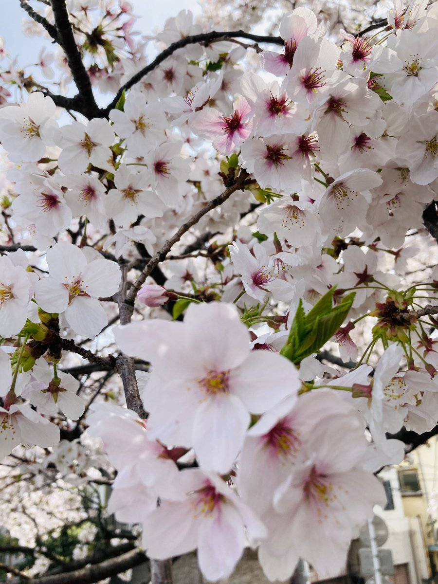 桜 中川沿いの桜 – търсене / X