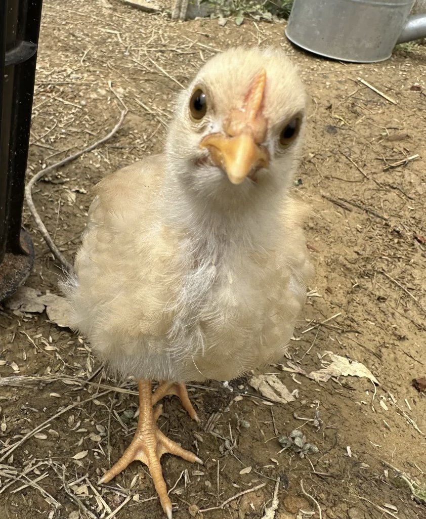 IHayato's tweet image. 【Web3と田舎暮らしの相性の良さについて】

日曜日なので雑談っぽいけど、割とまじめな話です。

本日は集落の草刈り（道作り）でして、午前中は死ぬほど運動してきました！もうヘロヘロです。。。

若い人がぼくしかいないので、勝手に張り切ってしまうのですよね……。…