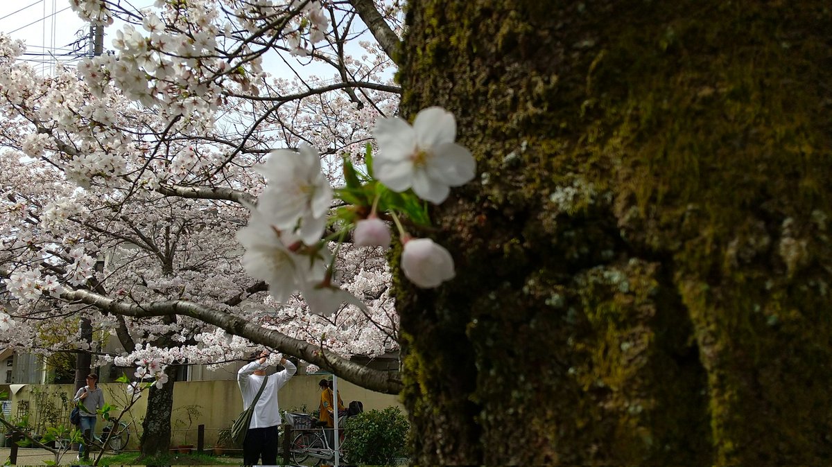 京都東山  哲学の道
サクラ満開、人いっぱい！⤴️😄