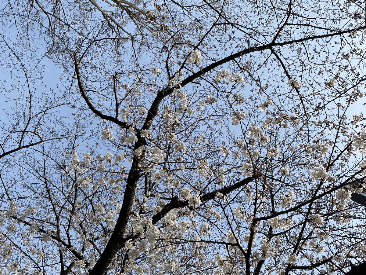東京地方は🌸開花宣言からずっと雨と寒い日々。なかなか花見に適した日に恵まれませんでしたが今日は最高のお花見日和❣️最高気温は23℃。ここJwaveがある六本木ヒルズでは桜祭りが開催中。皆さんもお花見のお供に是非TOKIO HOT 100お楽しみ下さい。今日のゲストはPJ. MortonとスタジオにHANA HOPE。