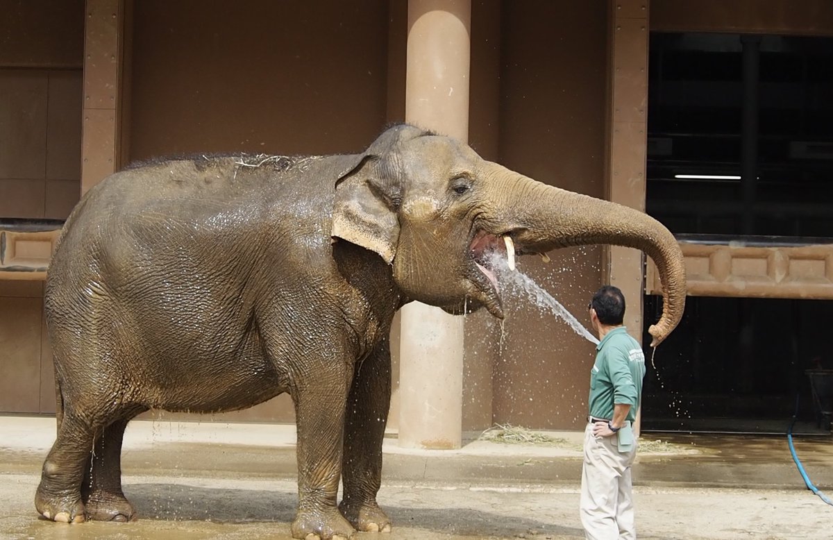 水をかけてもらって気持ちよさそうなワルダーさん

#ワルダー
#アジアゾウ
#東山動植物園