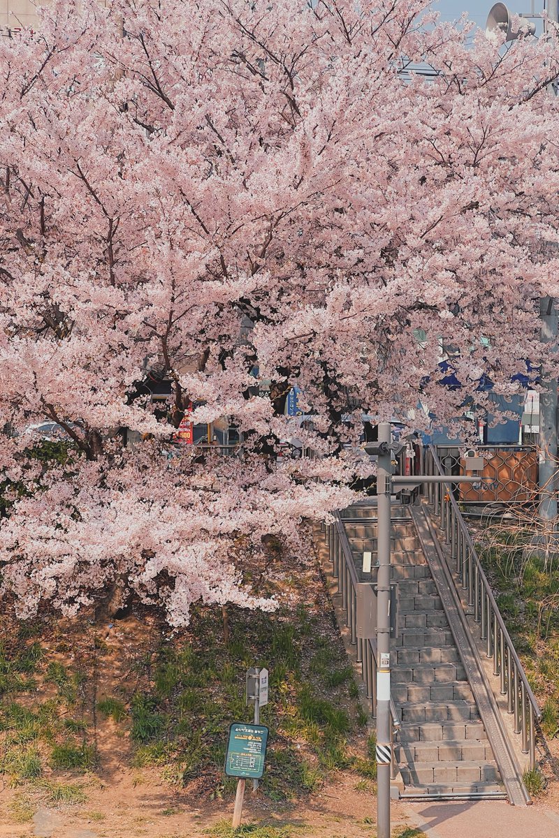 지난 가을에 불광천 벚꽃이 그렇게 예쁘다는 이야기를 듣고 꼬박 두 계절을 기다렸어요.
너무너무 예쁘다.