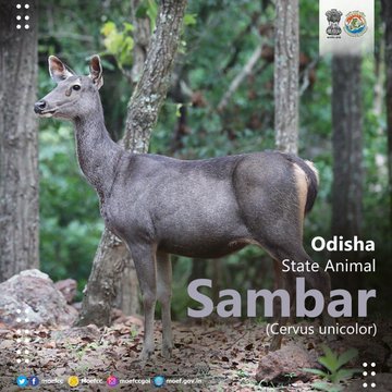 #NaturalTreasuresOfIndia from the state of #Odisha 

#ProPlanetPeople