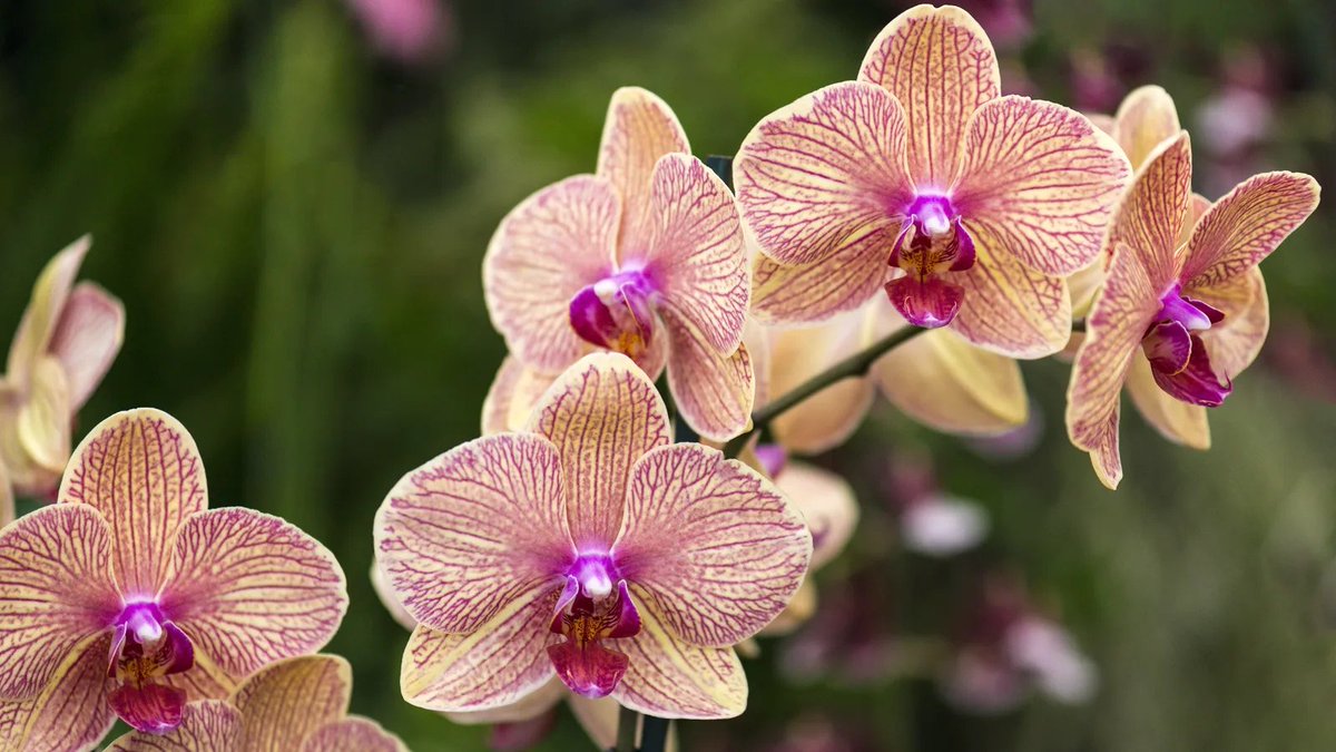 Do you struggle to keep #orchids blooming or even alive? You’re not alone. Here are the most common mistakes almost every gardener makes–and what you should do instead 👇 bit.ly/49s3Etj #gardening #gardeninguk #gardeningtips