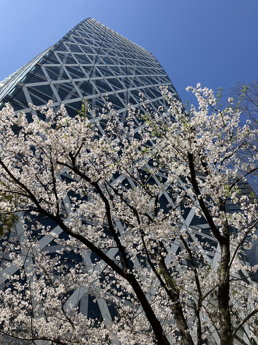 入学式終わり
温かい春の日差しと桜🌸

#コクーンタワー