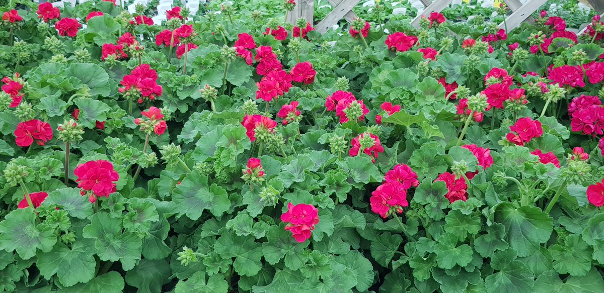 Our Geraniums have started to arrive and are perfect for long lasting summer colour 🌸🌸🌸

#Haskins #CoastalGeraniums