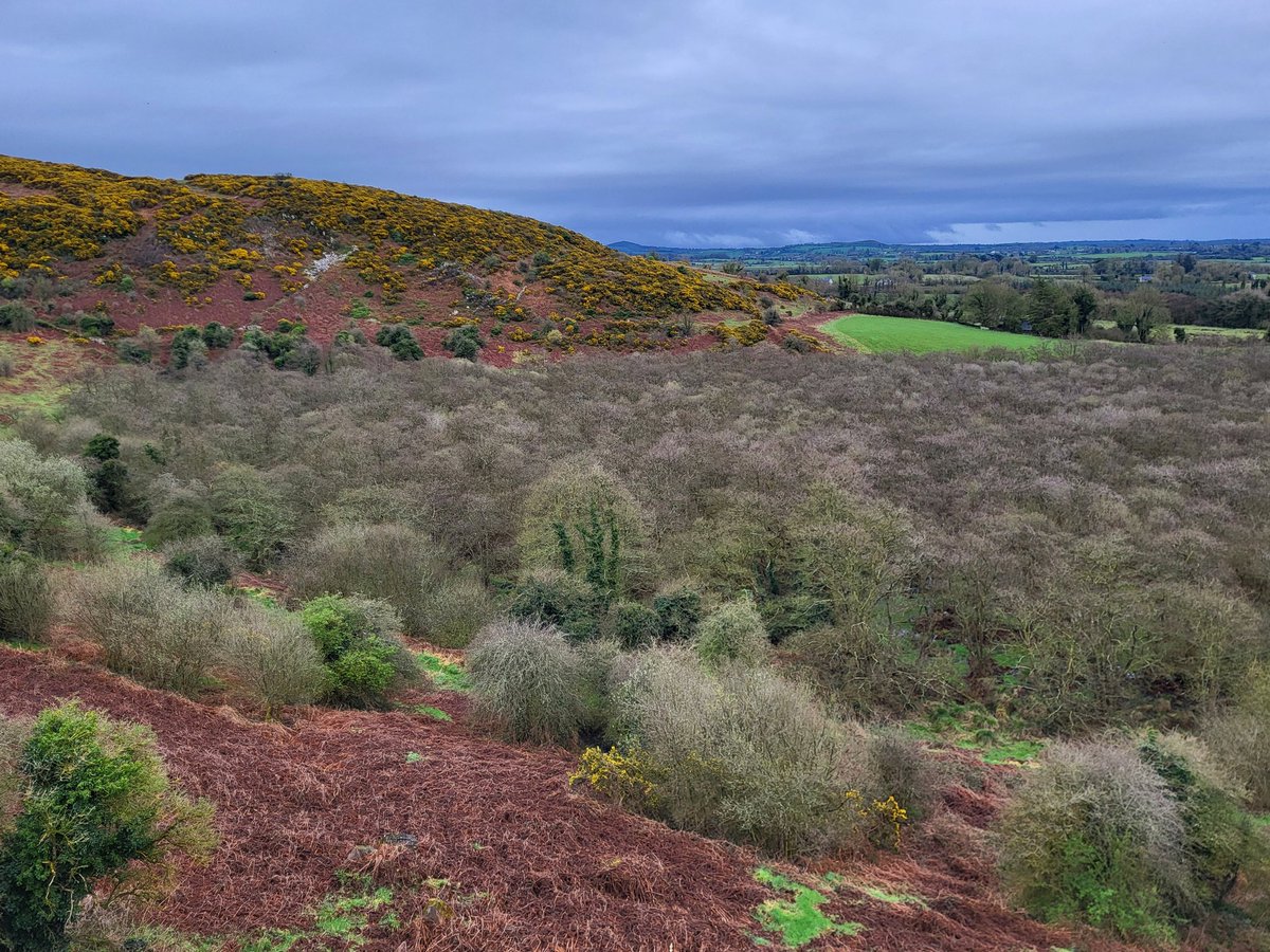 Around 1900, the lower ground here in co. Limerick was bog. A reduction in human activities like grazing livestock then allowed rich, wet woodland to form.

If the idea of rewilding is fairly new, the actual processes involved are as old as nature itself.

Let's work *with* them.