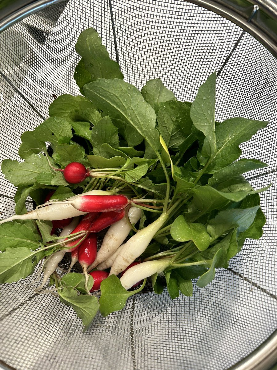 夫が初めての家庭菜園で「二十日大根」に挑戦

今朝採れたてを生で岩塩を付けて食べたらとても美味しかった✨

心も満たされました💕