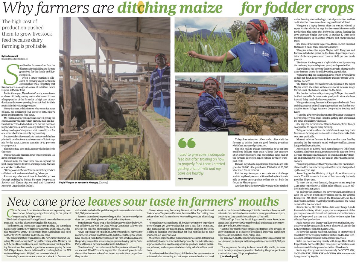 ⏭️Nancy Runana owns 5 acres of land and has dedicated 4 acres to growing oats, Kikuyu grass,and Lucerne, which she uses to feed her cows. ➡️The Smart Harvest @StandardKenya magazine feature has more insights on the critical aspect of livestock feeding👇 standardmedia.co.ke/farmkenya/smar…