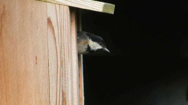 Correction - the inhabitant of the bird box looks to be a coal tit.

Bluetit Nesting - #Gloucestershire  #BirdWatching  #Nature  #Wildlife  #BirdFeeding  #BirdNesting  #Livestream  #NatureLovers #SpringWatch @Natures_Voice