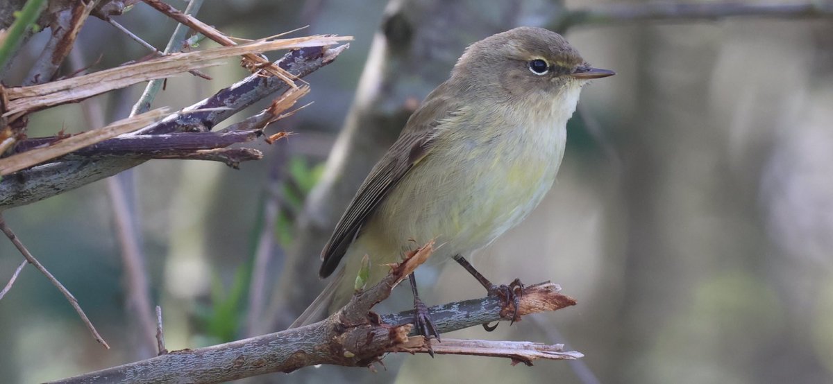 Arrival day for a few migrants in the Sandwell Valley, W Mids yesterday.