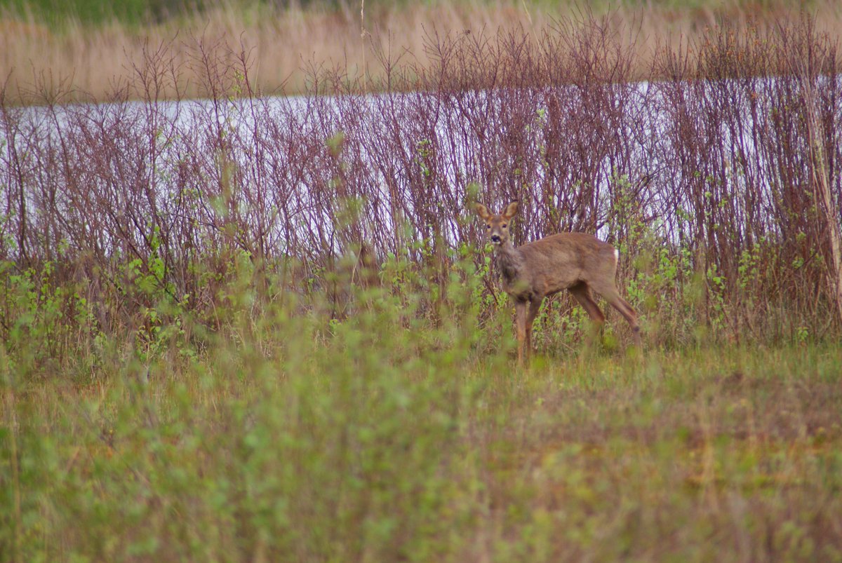 afgelopen vrijdag nog 'n klusje uitgevoerd nabij Houtsberg en omg; daarna gespot koereiger, lepelaar en een ree die mij op serveerde,