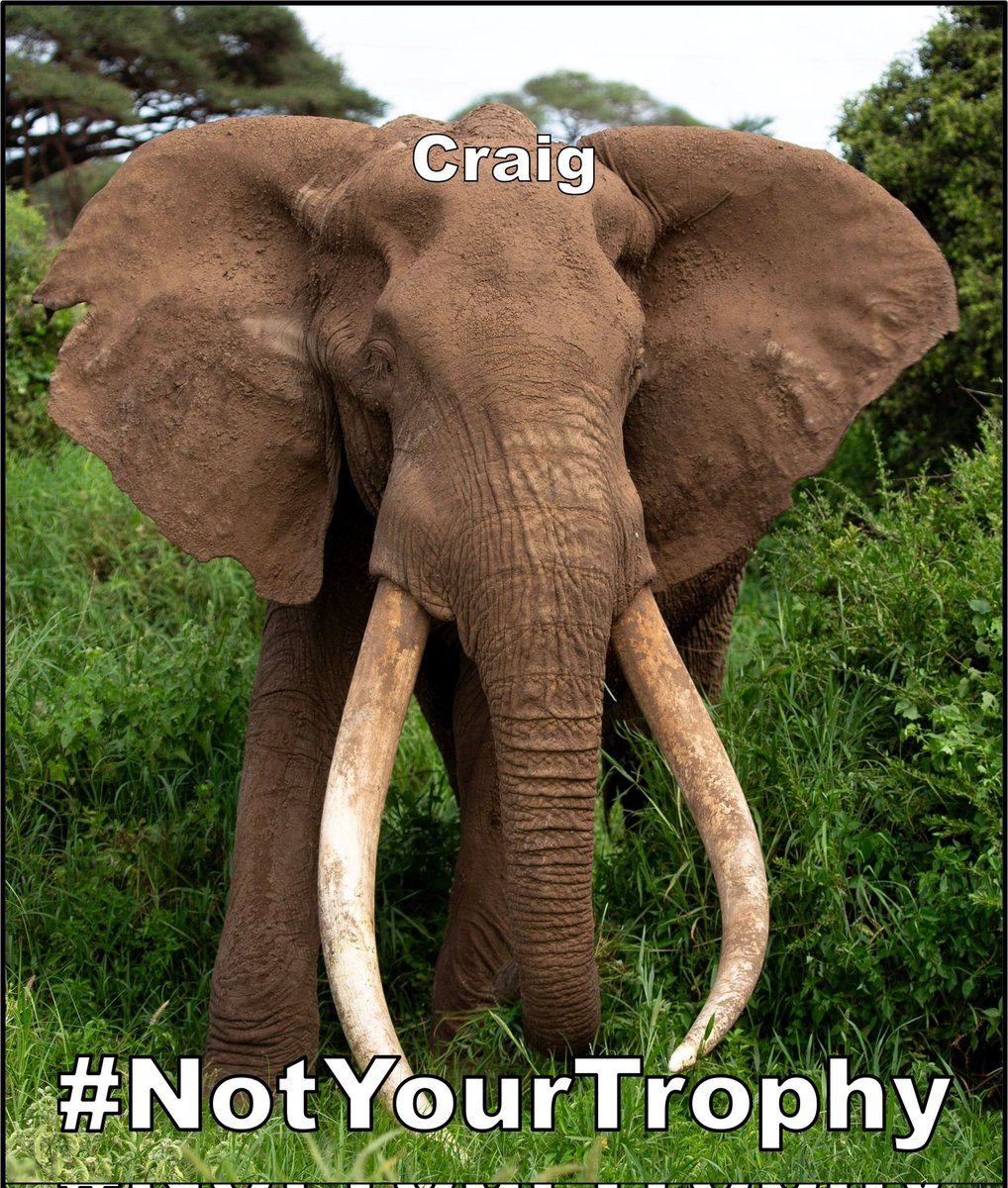 Cada año turistas de todo el mundo viajan para ver a individuos como Craig. Estos elefantes son mucho más valiosos vivos que muertos. #BanTrophyHunting #AmboseliTuskers #NotYourTrophy