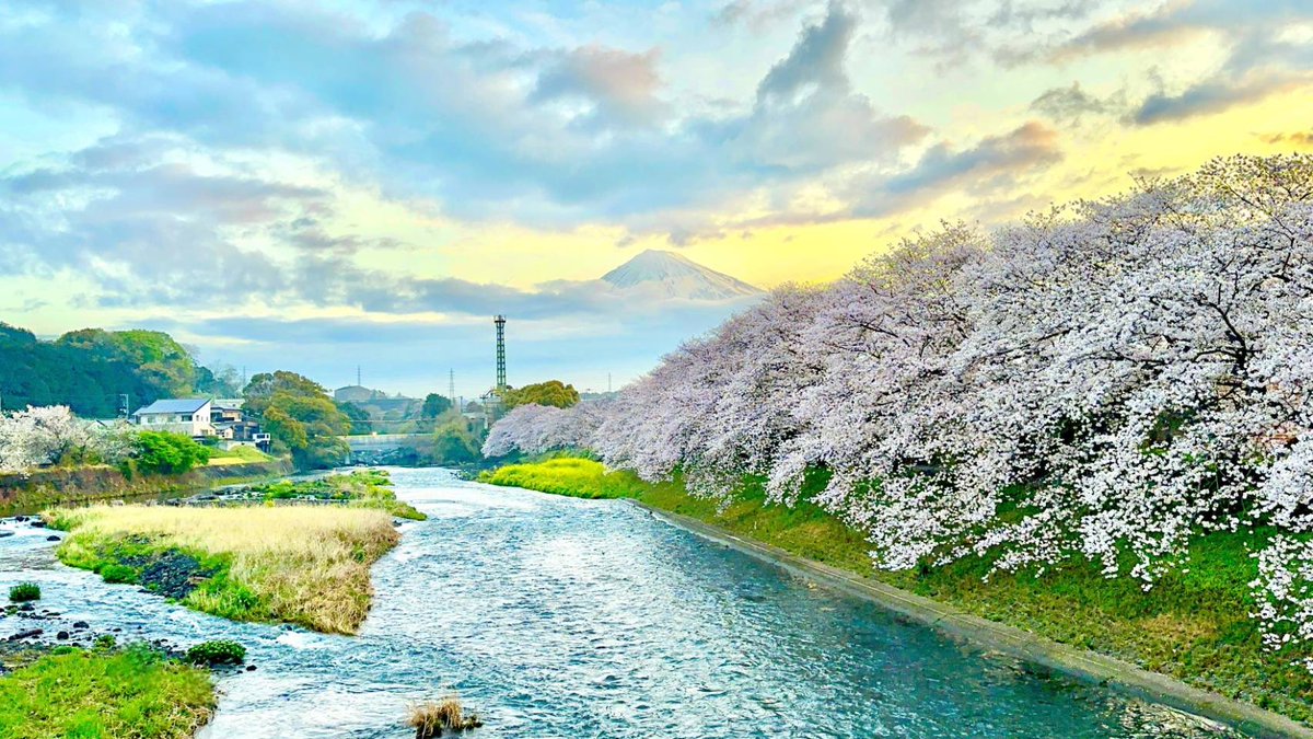 潤井川 （うるいがわ）にかかる #龍巌橋 から #富士山、 #満開の桜