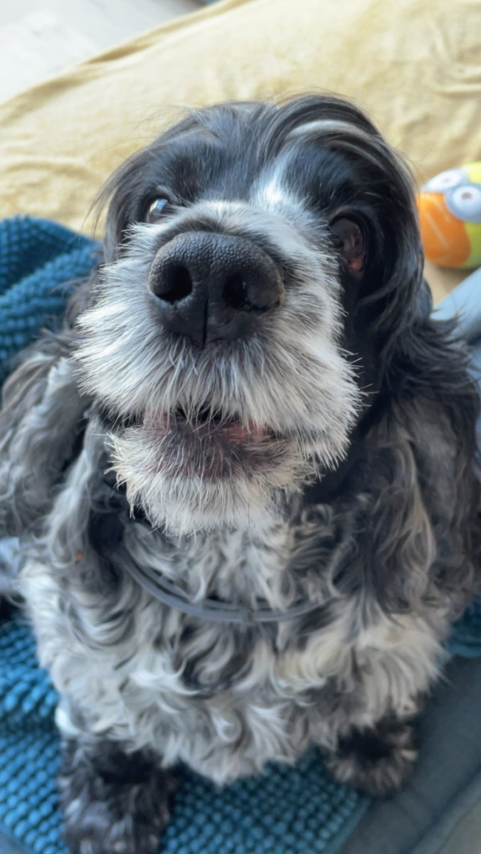 Hierzie, wat positiviteit op deze mooie zonnige dag. Onze Phillippa van de Pizwizhoeve is 8 jaar vandaag! Wandelen! Taart! Stoofvlees met Rodenbach! Alles wat ze maar wil vandaag!