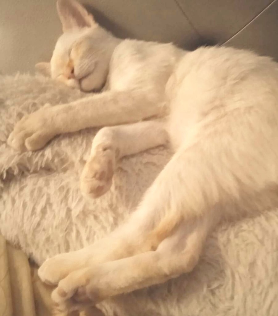 Gat perdut a #CanetdeMar (c/Xaró Baix). Es diu SIMBY, si el veus o en saps res d'ell &gt; 632 973 135 #XarxaBarcelonaPerduts #gràcies #maresme