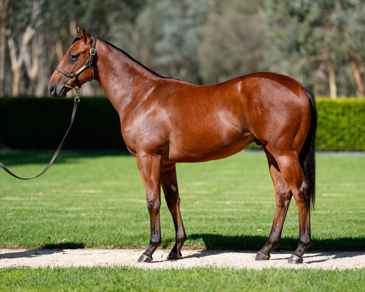 How special, the first foal (colt by Farnan) from NZ's 2020 NZB Filly of the Year Jennifer Eccles has made A$600,000 at the Inglis Easter Yearling Sale - goes to a wonderful home with Gai Waterhouse & Adrian Bott. challengeracehorsesyndications.com