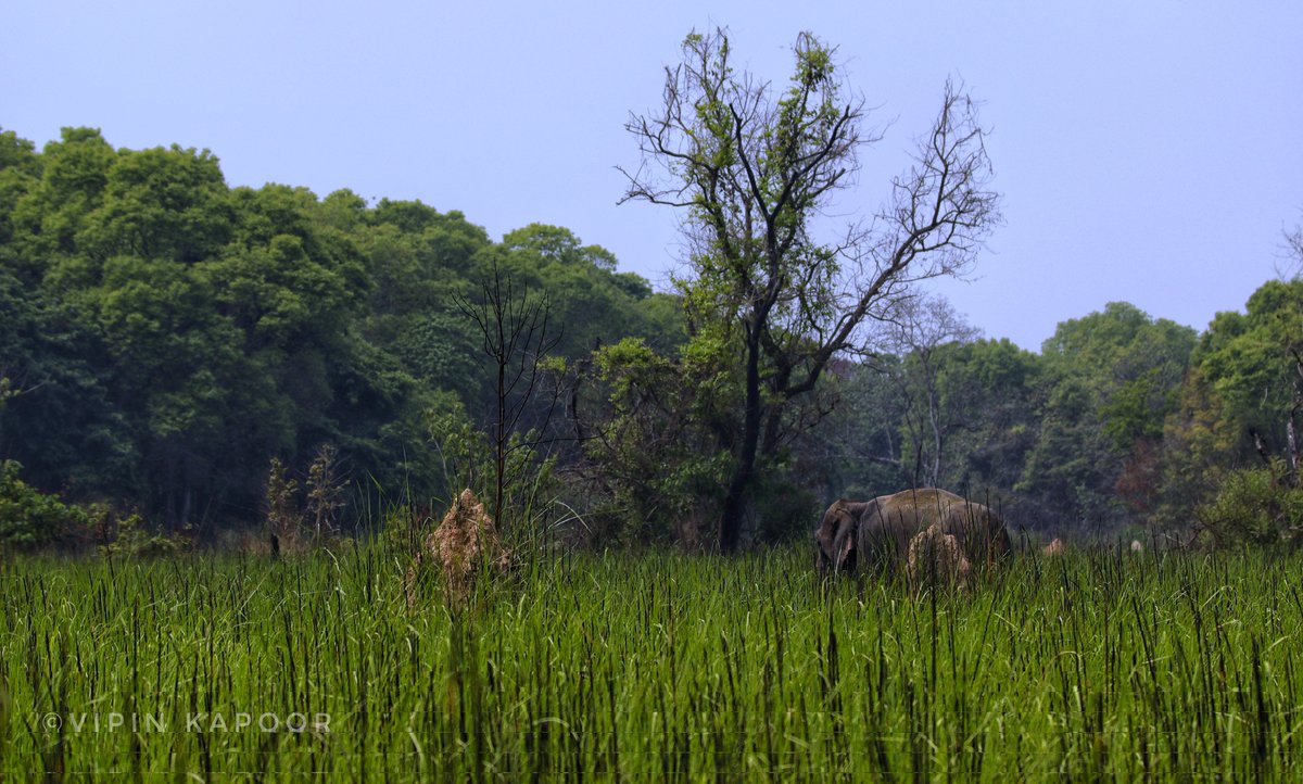 Terai Elephant Reserve:- It will cover about 3,049 sq km area & will be developed in the joint forest areas of Dudhwa & Pilibhit T.R located in the Lakhimpur & Pilibhit districts. @moefcc @deespeak @DudhwaTR @IndiaSpend @MongabayIndia @pargaien @ParveenKaswan @rameshpandeyifs